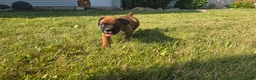 Boxer dogs for sale: Myah - Ad 6