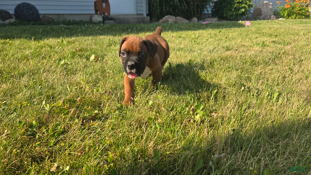 Boxer dogs for sale: Myah - Ad 6