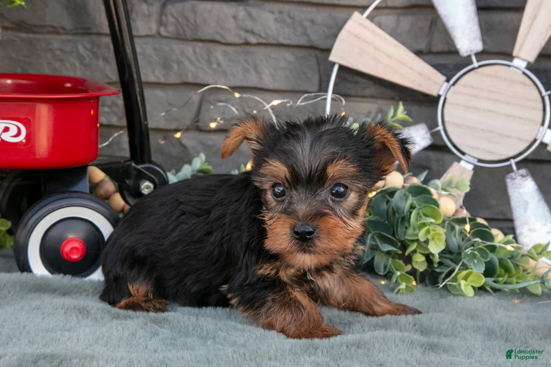 Yorkshire Terrier dogs for sale: Banjo - Ad 3