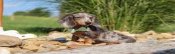 Dachshund dogs for sale: Bryce - Ad 12