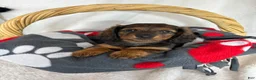 Dachshund dogs for sale: Dixie - Ad 2