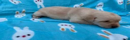 Labrador Retriever dogs for sale: Jessi - Ad 1