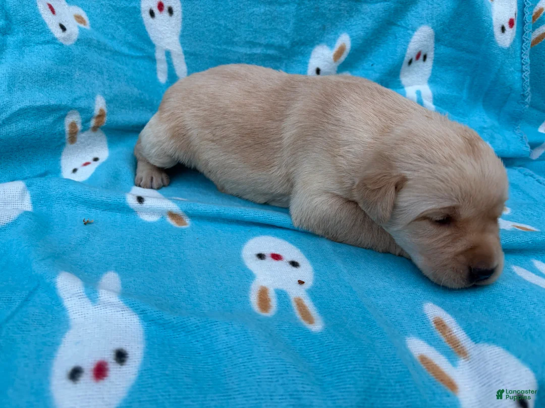 Labrador Retriever dogs for sale: Jessi - Ad 1
