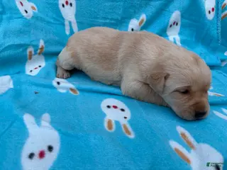 Labrador Retriever dogs for sale: Jessi - Ad 4