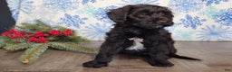 Mini Bernedoodle dogs for sale: Grace - Ad 5