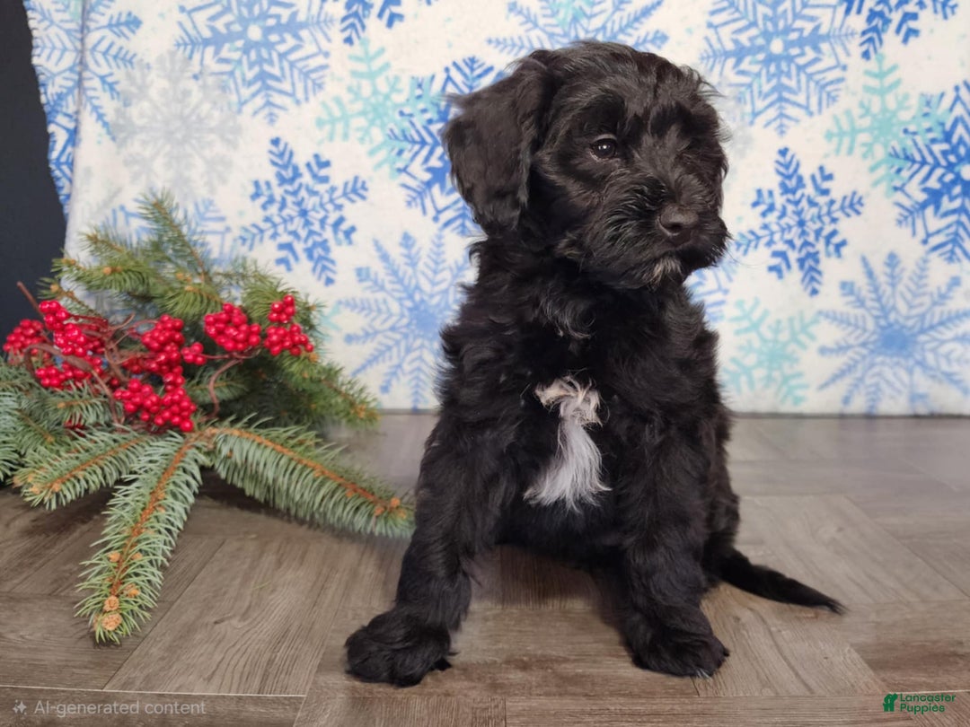 Mini Bernedoodle dogs for sale: Grace - Ad 5