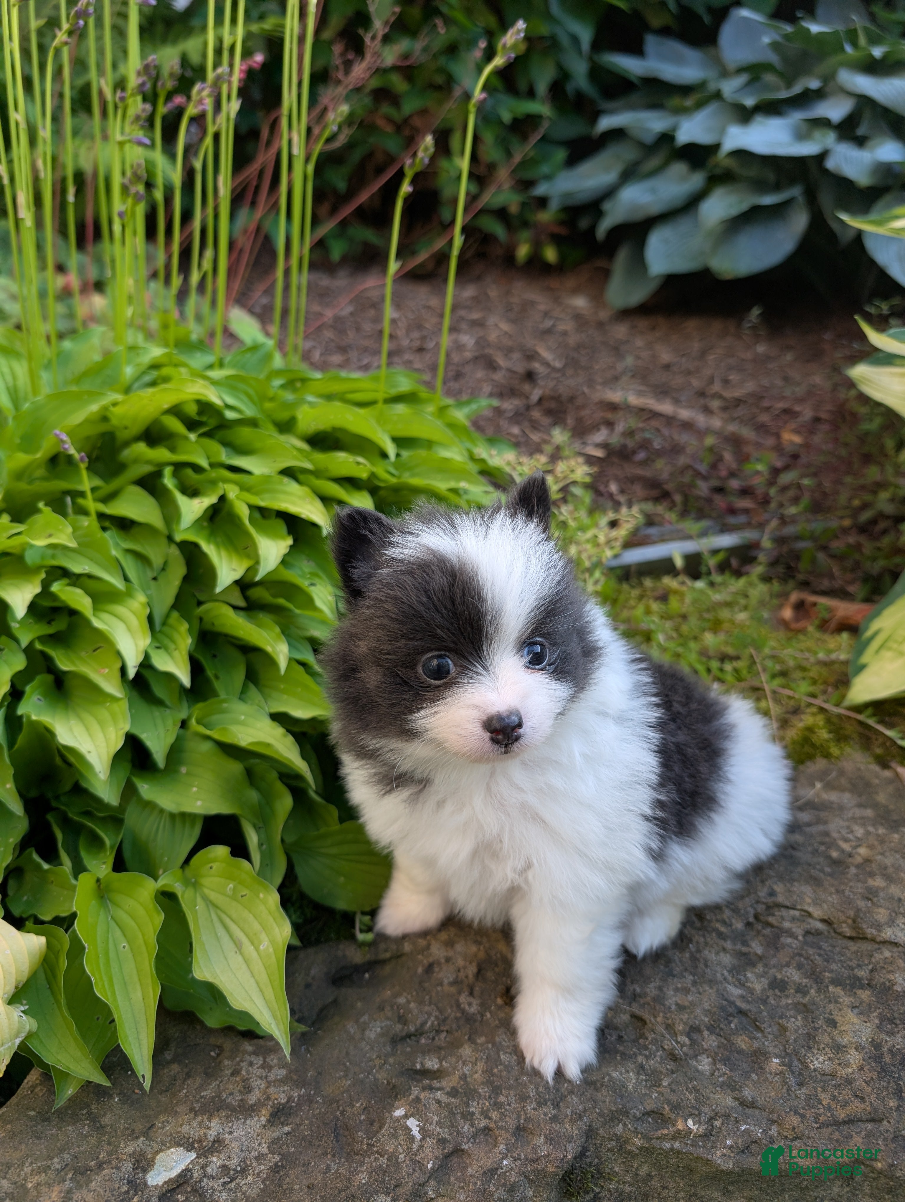 Pomeranian dogs Harmony Blue and White - Ad 2