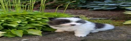 Pomeranian dogs for sale: Harmony Blue and White - Ad 3