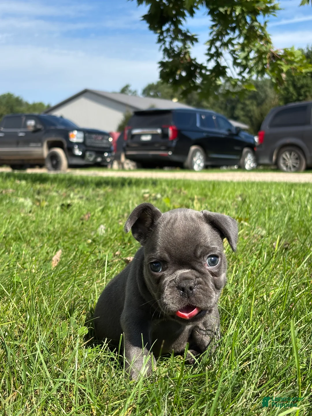 French Bulldog dogs for sale: Selene - Ad 2