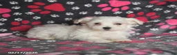 Maltese dogs for sale: Franklin - Ad 5