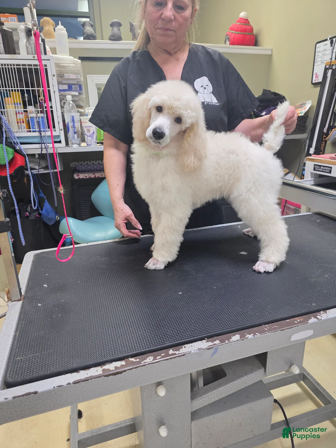 Standard Poodle dogs for sale: Standard Poodle Puppy 6 - Ad 1