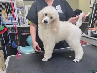 Standard Poodle dogs for sale: Standard Poodle Puppy 6 - Ad 4