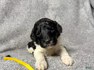 Standard Poodle dogs Frida - AKC - Ad 28