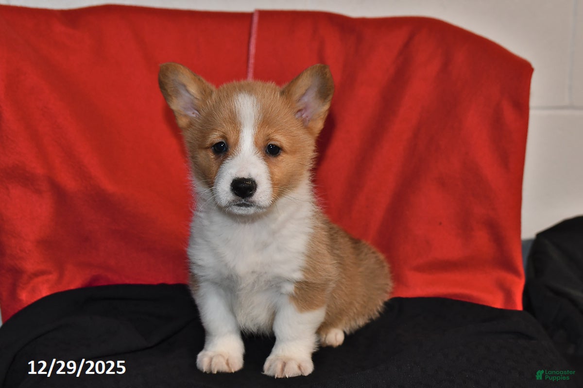 Welsh Corgi Pembroke dogs Chloe - Ad 2