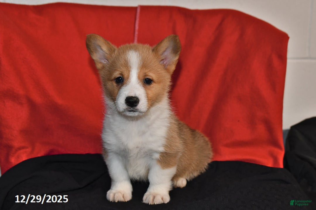 Welsh Corgi Pembroke dogs for sale: Chloe - Ad 2
