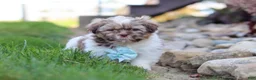Shih Tzu dogs for sale: River - Ad 4