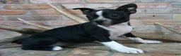 Boston Terrier dogs for sale: Buddy  - Ad 4