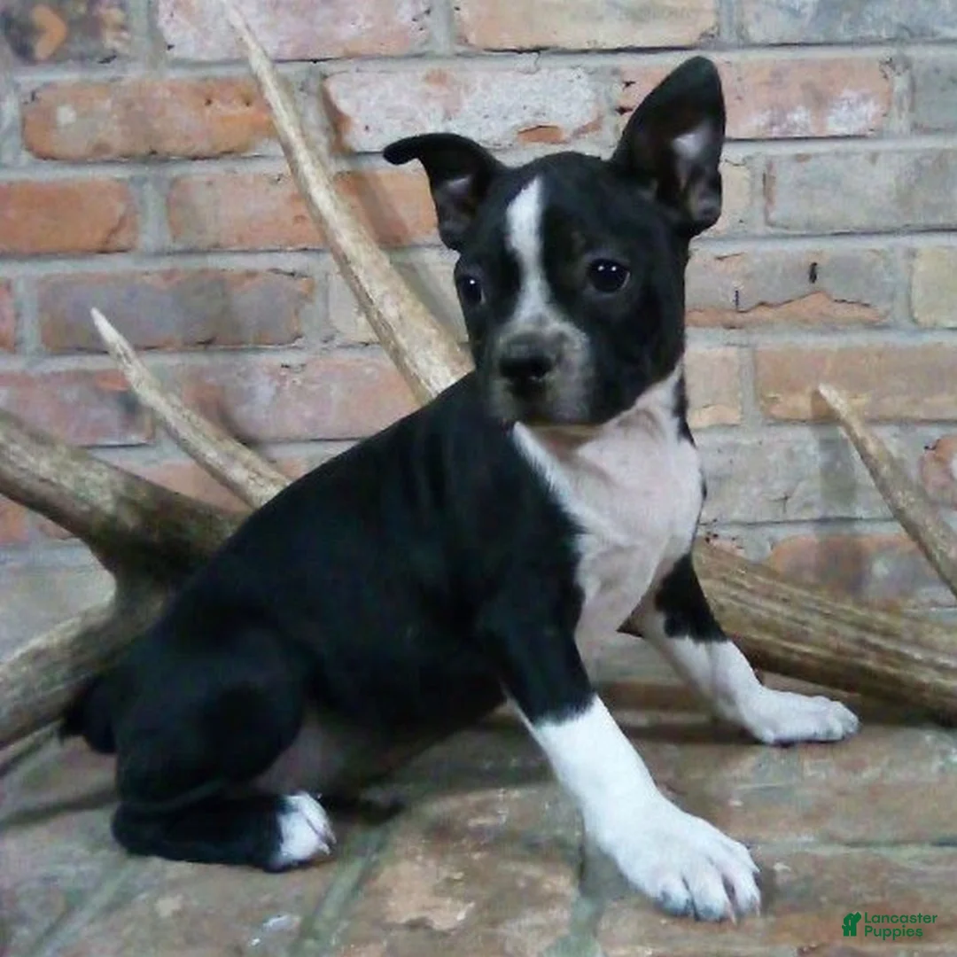 Boston Terrier dogs for sale: Buddy  - Ad 4