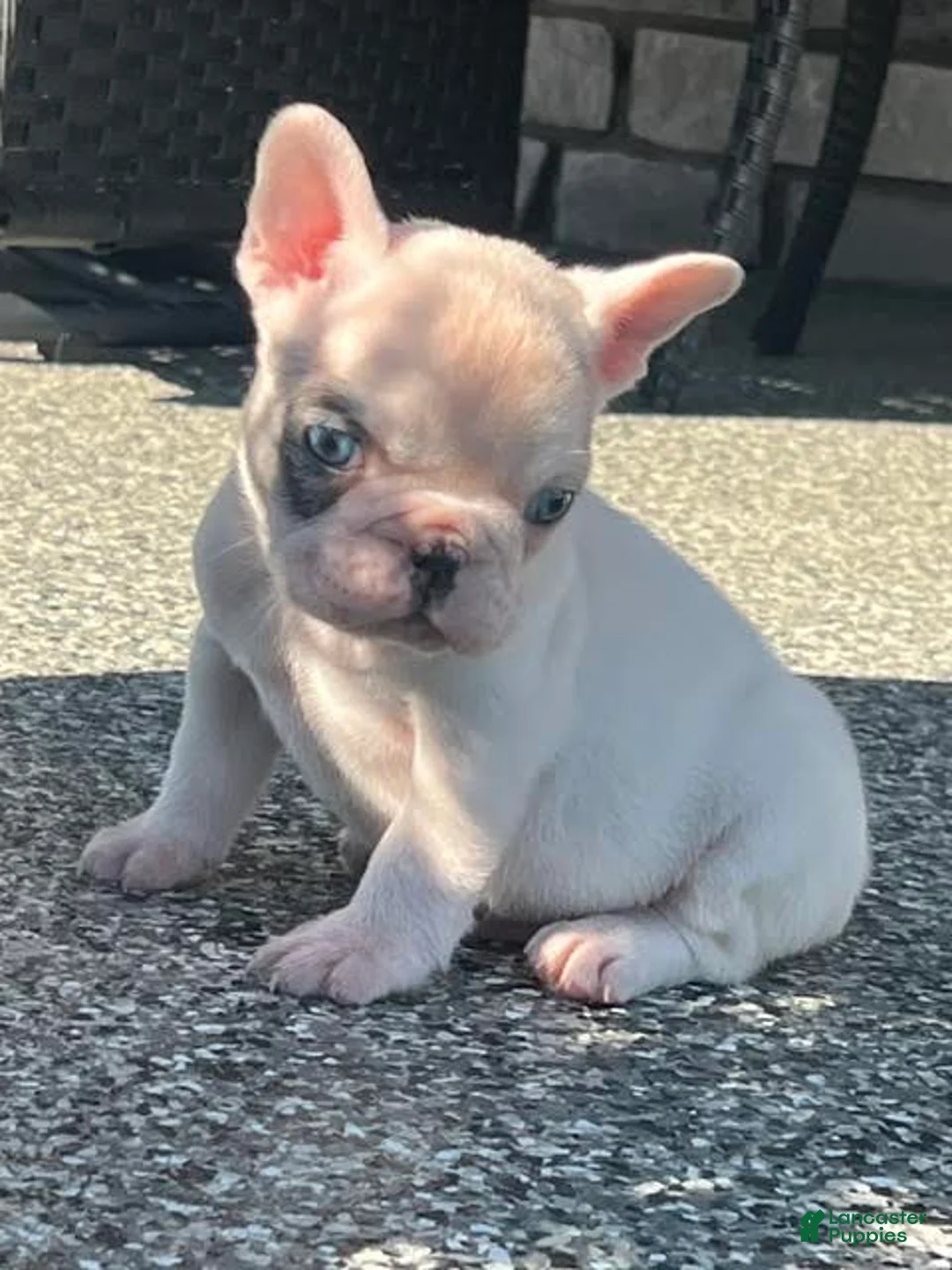 French Bulldog dogs for sale: Timmy French Bulldog  - Ad 2