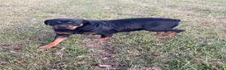 Rottweiler dogs for sale: Rottweiler 3 - Ad 14