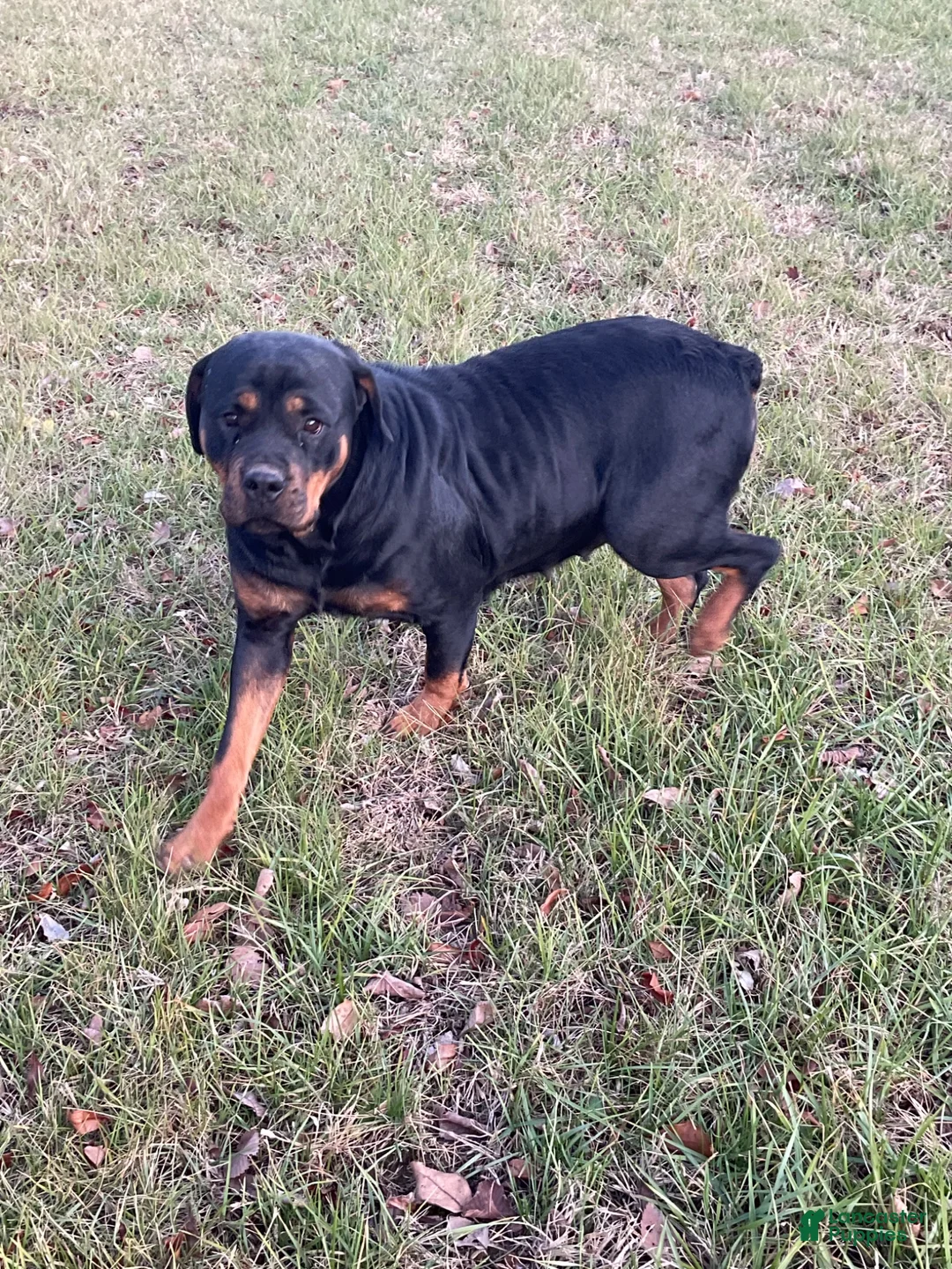 Rottweiler dogs for sale: Rottweiler 3 - Ad 14
