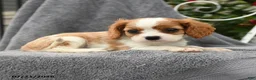 Cavalier King Charles Spaniel dogs for sale: Stella - Ad 3