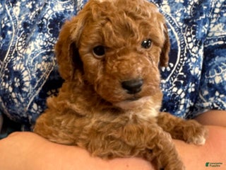 Mini Goldendoodle dogs Benji - Ad 18