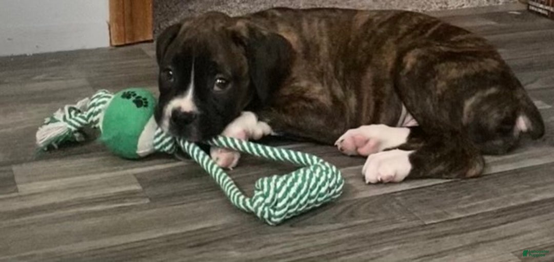 Gallery Image {{count}}