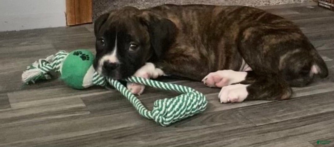 Gallery Image {{count}}