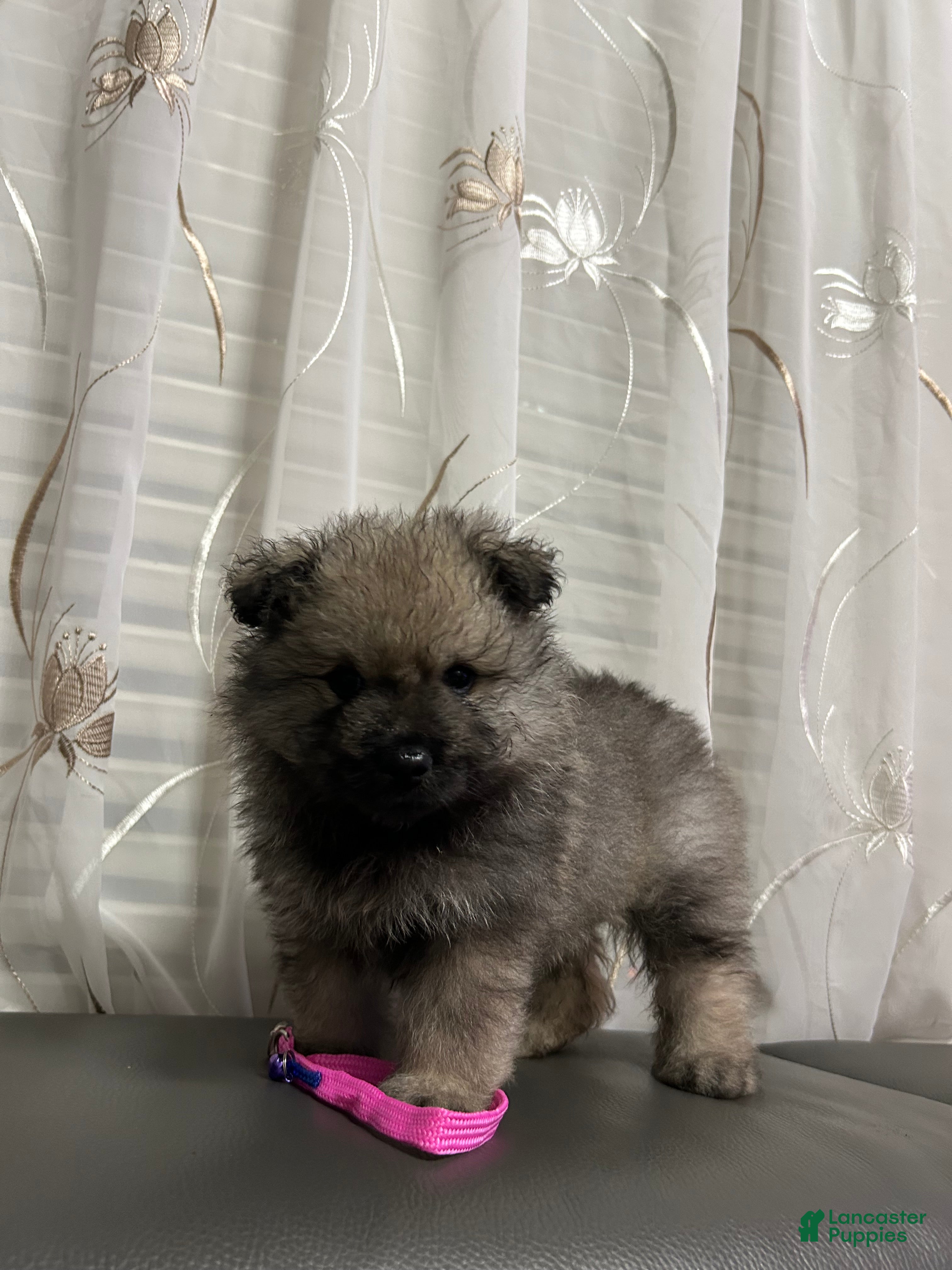 Keeshond dogs Luna - Ad 7