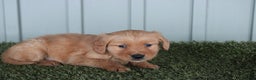 Golden Retriever dogs for sale: Golden Retriever Puppy Chase - Ad 6