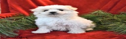 Maltese dogs for sale: Kyle - Ad 5