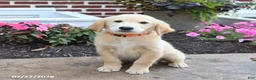 Golden Retriever dogs for sale: Milford - Ad 2