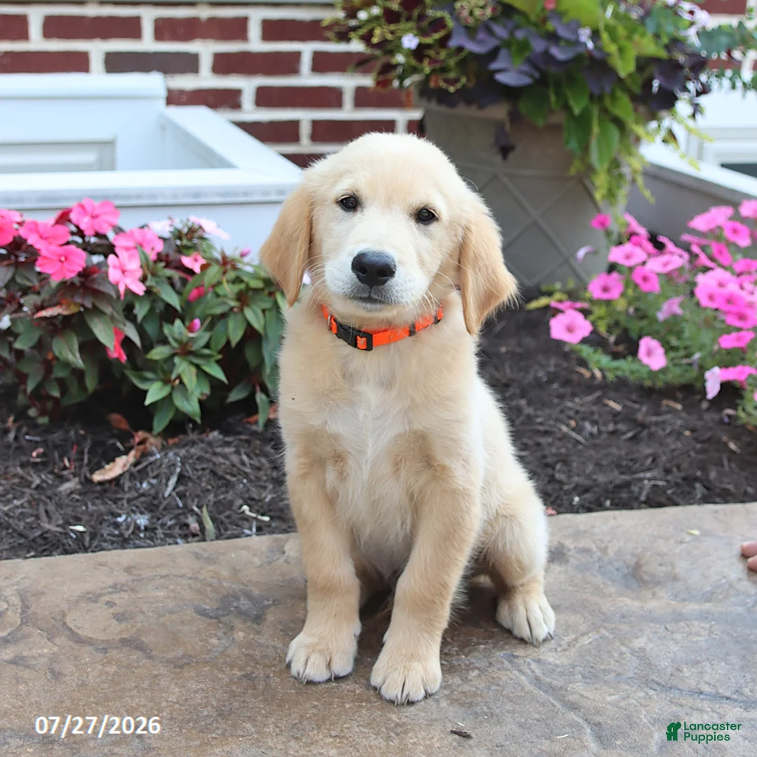 Golden Retriever dogs for sale: Milford - Ad 2