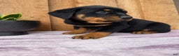 Rottweiler dogs for sale: Rex - Ad 13