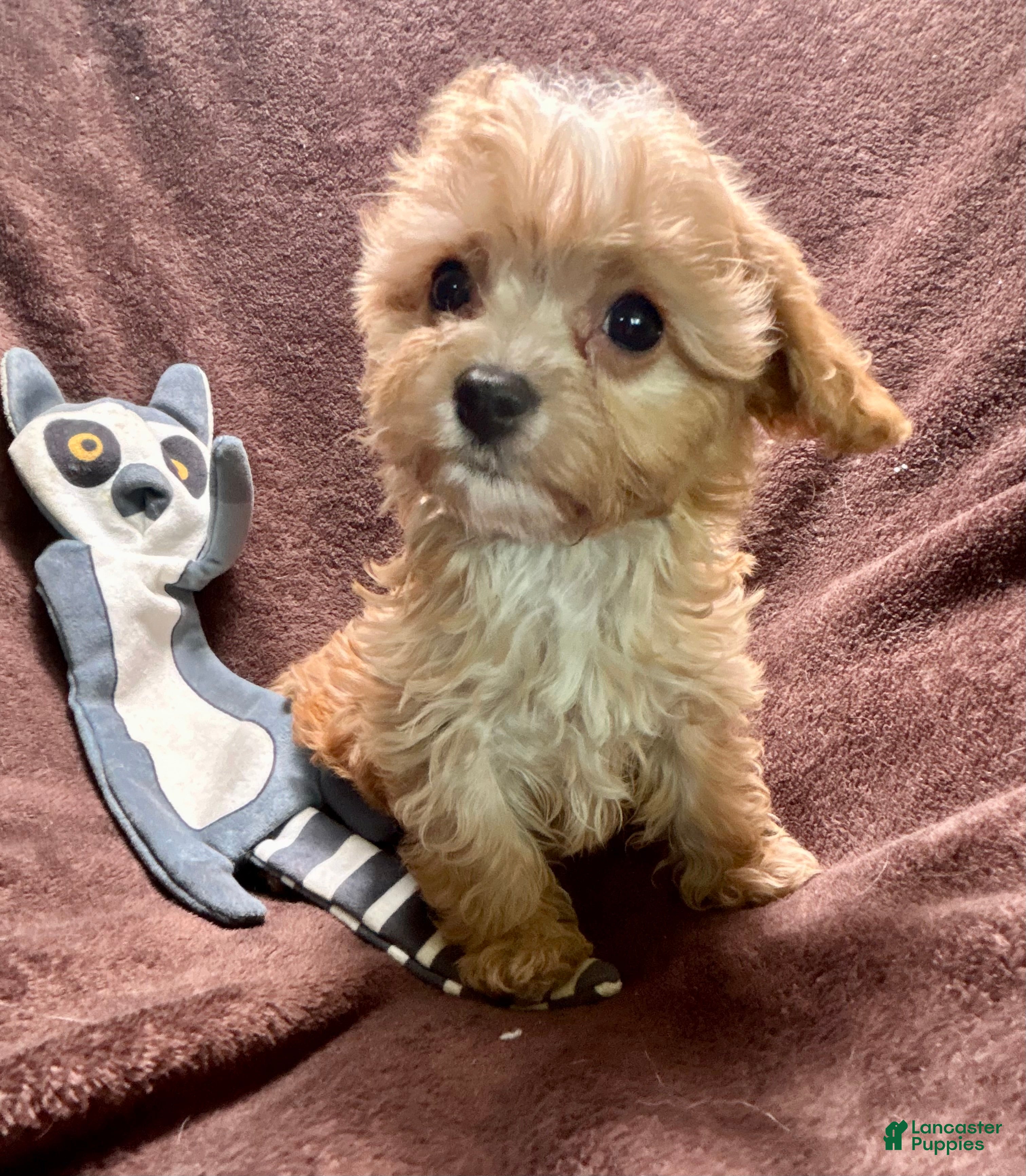 Cavapoo dogs Ruby - Ad 23