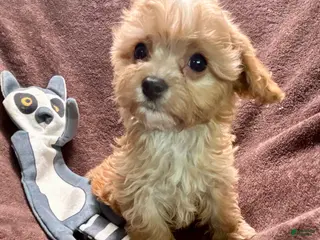 Cavapoo dogs Ruby - Ad 23