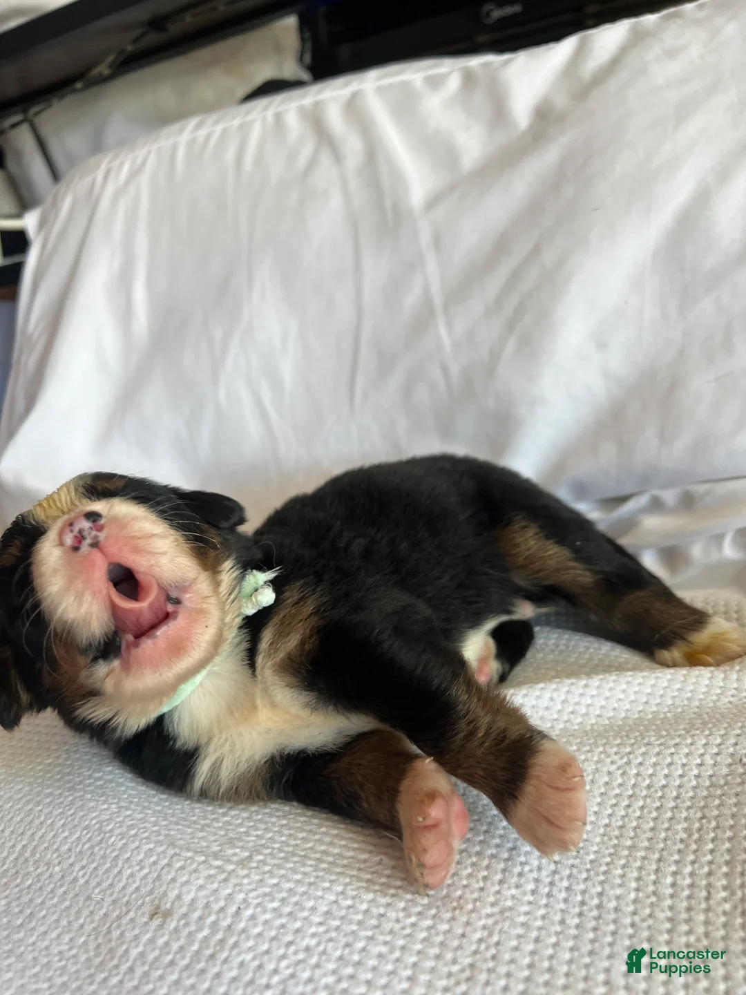Bernese Mountain Dog dogs for sale: Light Green Male - Ad 2