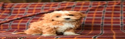 Maltipoo dogs for sale: Chasidy - Ad 3
