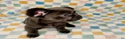 French Bulldog dogs for sale: Enzo Jr. (EJ) - Ad 2