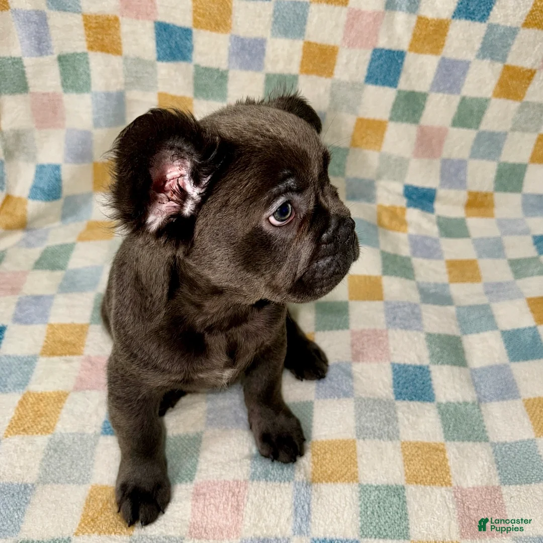 French Bulldog dogs for sale: Enzo Jr. (EJ) - Ad 2