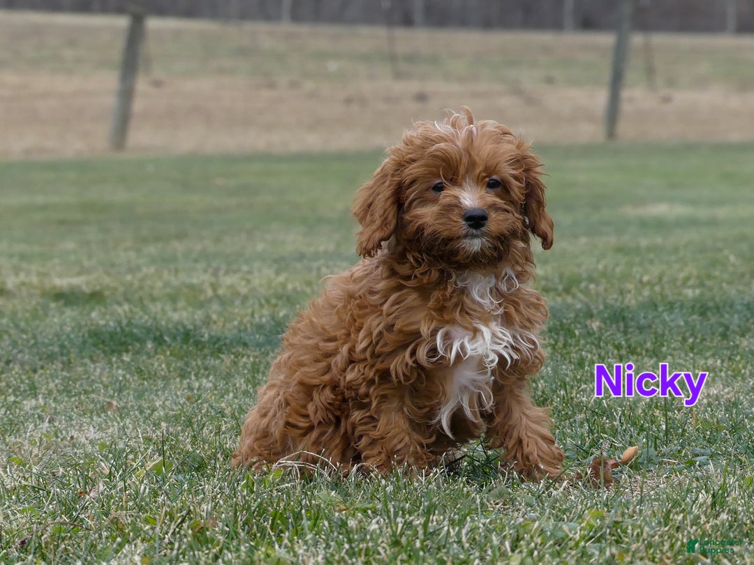 Cavapoo dogs for sale: Nicky - Ad 4