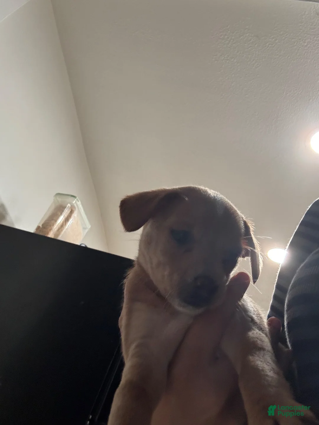Mixed Breed dogs for sale: Chloe - Ad 1