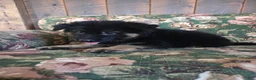 German Shepherd dogs for sale: Jessie - Ad 5