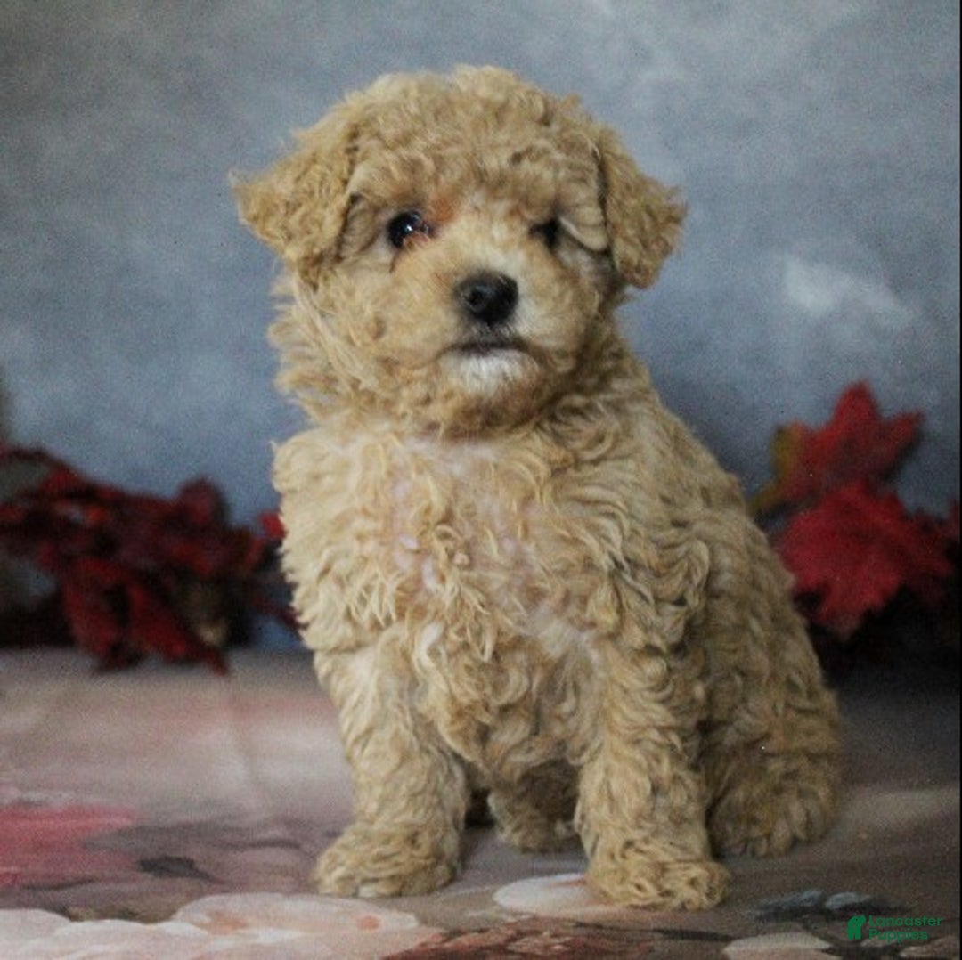 Toy Poodle dogs for sale: Travis - Ad 6