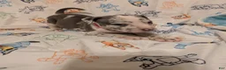 American Pit Bull Terrier dogs for sale: American Pit Bull Terrier 1 - Ad 3