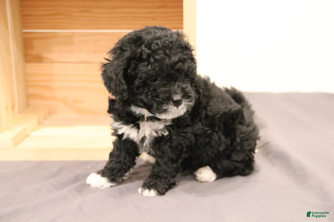 Mini Bernedoodle dogs for sale: Cooper - Ad 3