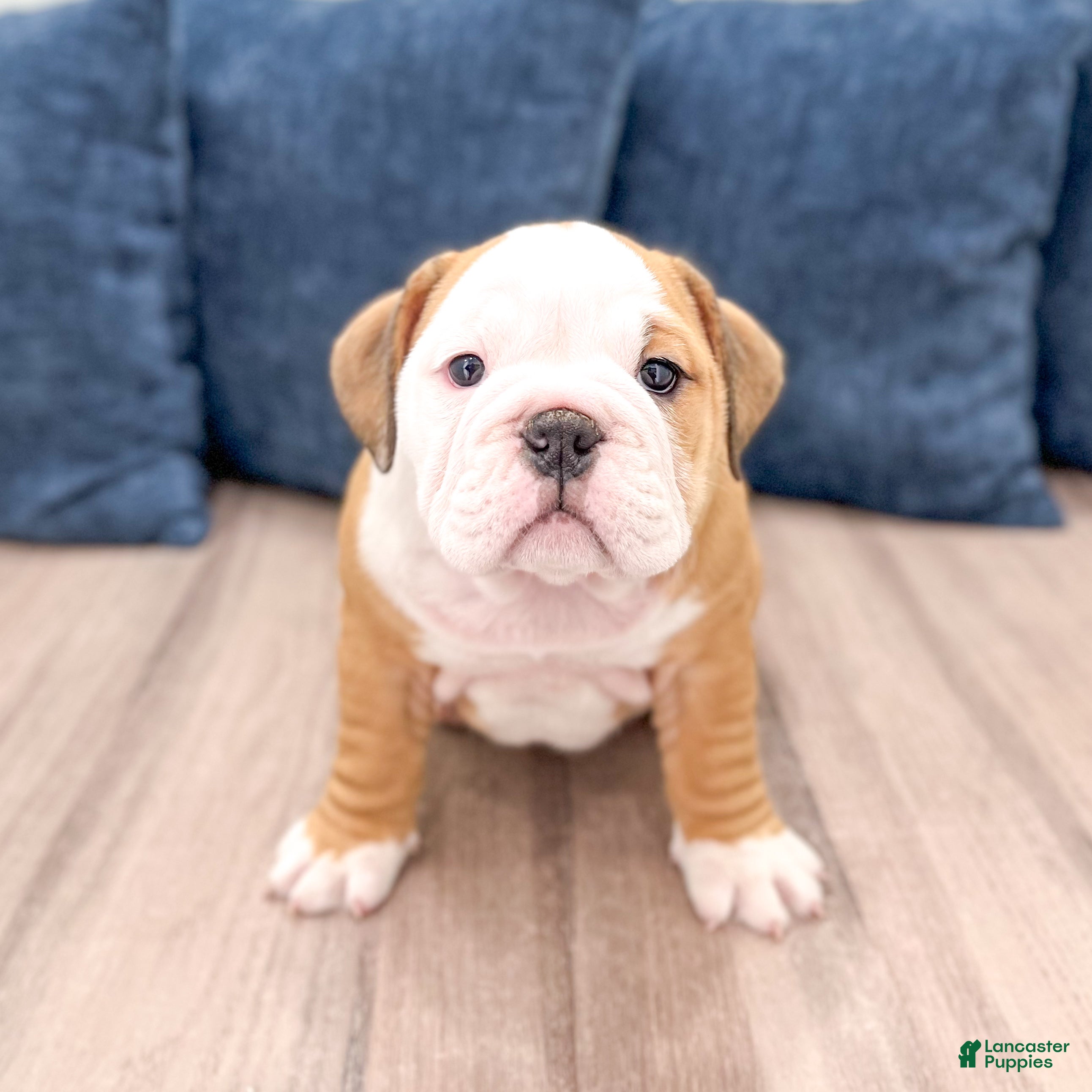 English Bulldog dogs Everest - Ad 1