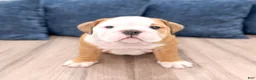 English Bulldog dogs for sale: Everest - Ad 1