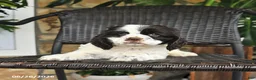 English Cocker Spaniel dogs for sale: Tango - Ad 3
